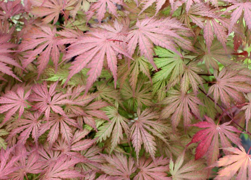 もみじ 『コハウチワカエデ』 葉が小さくとても可愛らしい♪ 株立ちに