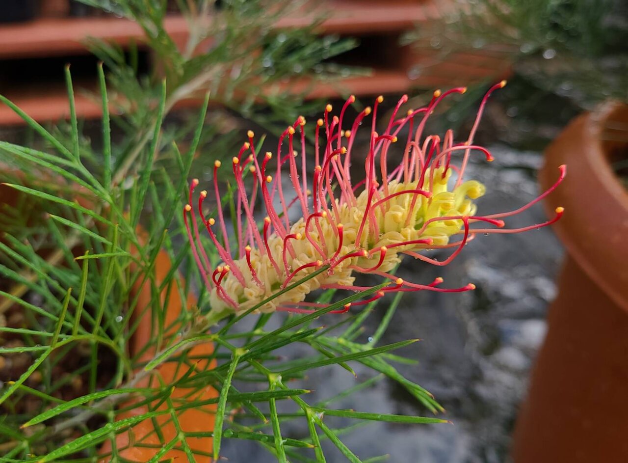 グレビレアキンギスレインボー 7号 グレビレアキンギスレインボー 7号