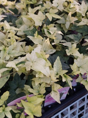 LINE_ALBUM_20241211_241211_1