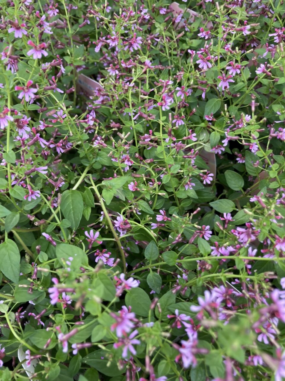 大洋グリーンブログ