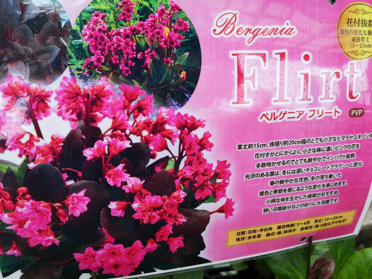 碧の瞳と紅 大洋グリーンブログ