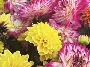 S__40943657_0