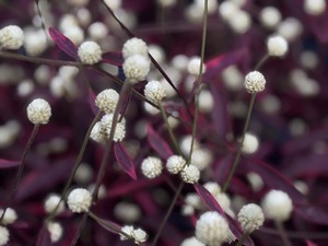 S__40943658_0