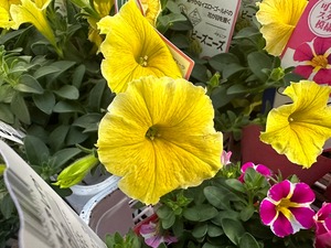 S__87023684