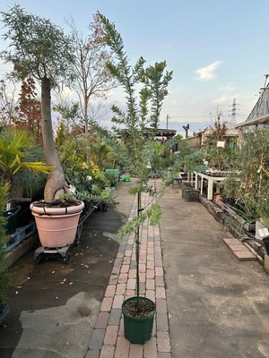 LINE_ALBUM_24年11月入荷オージープランツ_241124_44