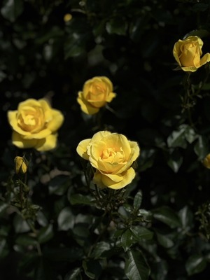 S__40738869_0