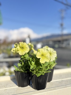 S__39256094_0