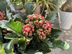 S__40656901_0