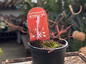 S__40132632_0