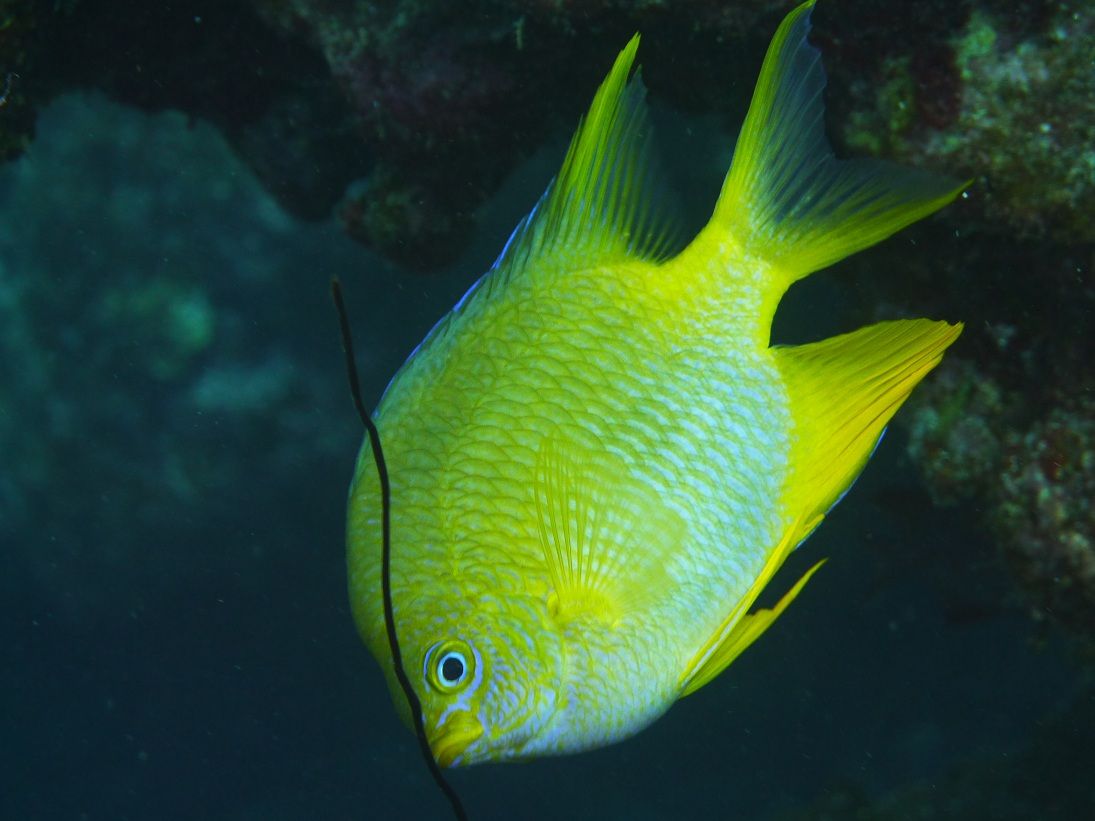 ��ʥ֥����������