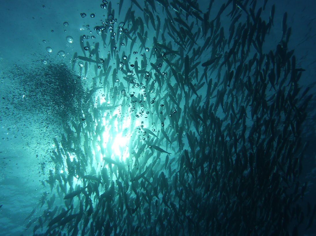 ���󥬥ᥢ��