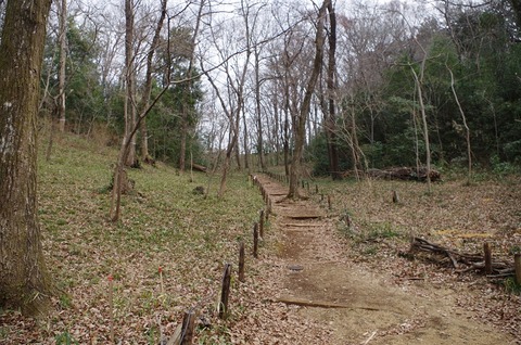 カタクリ群生地①