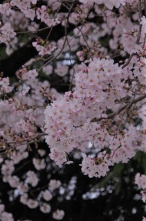 西武・桜④