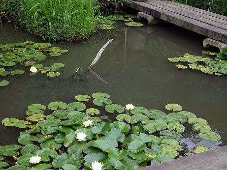 トンボ池③