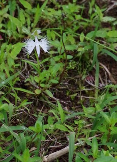 菖蒲・サギソウ③