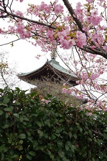 河津桜と五重塔