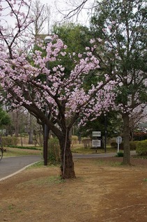 南・桜①