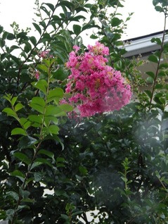 百日紅②