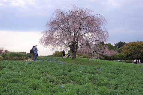 ネ・枝垂れ桜