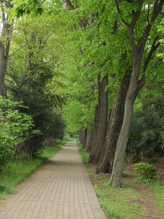 遊歩道②