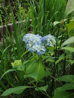 ト・紫陽花①