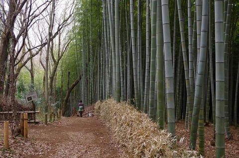 竹林②