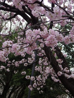 南・桜⑬