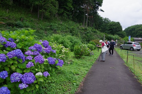 紫陽花④