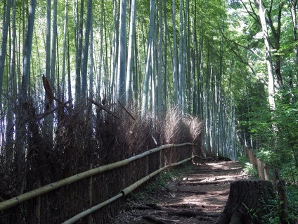 緑・竹林①