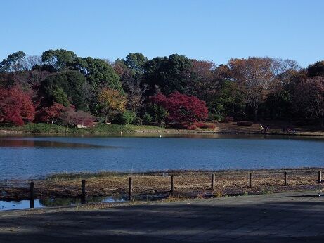 水鳥の池②