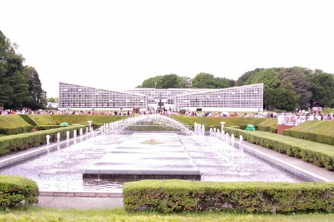 バラ⑯