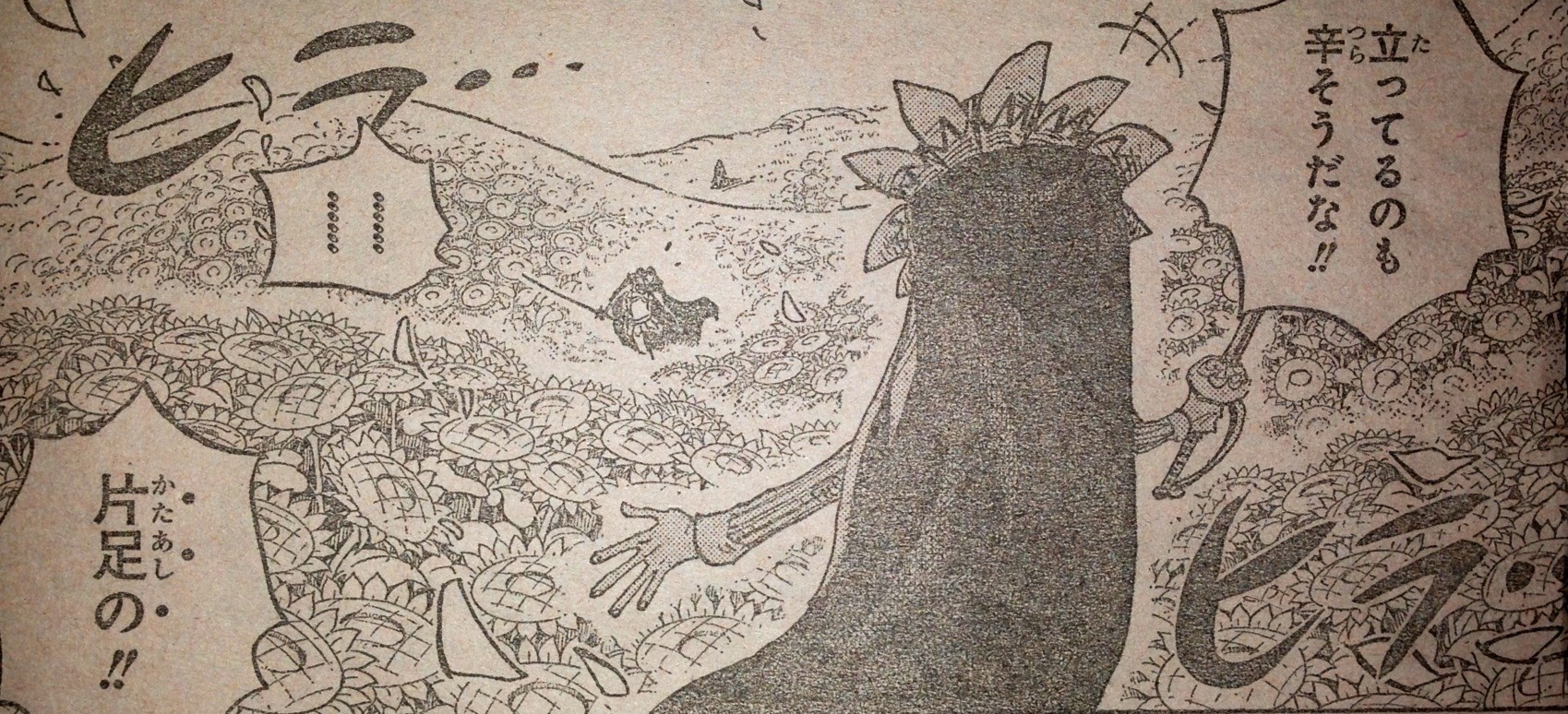 第772話 キャベツ ロメオ てのひらをタイヨウに