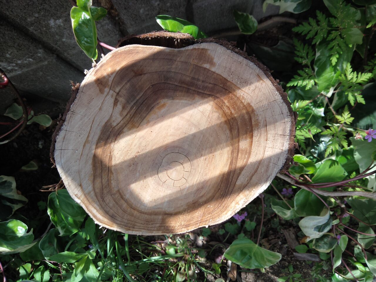 年輪は極端な太陽活動イベントの記録を示しています