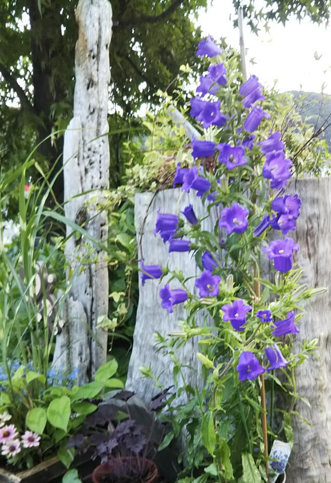 ツリガネソウ 花言葉 感謝 体力は落ちてるけど椅子に座ったり 休憩を取 撮 りながらボチボチ作業 但馬 たじま のイチロー ツリガネソウ 花言葉 感謝 体力は落ちてるけど椅子に座ったり 休憩を取 撮 りながらボチボチ作業 但馬 たじま のイチロー