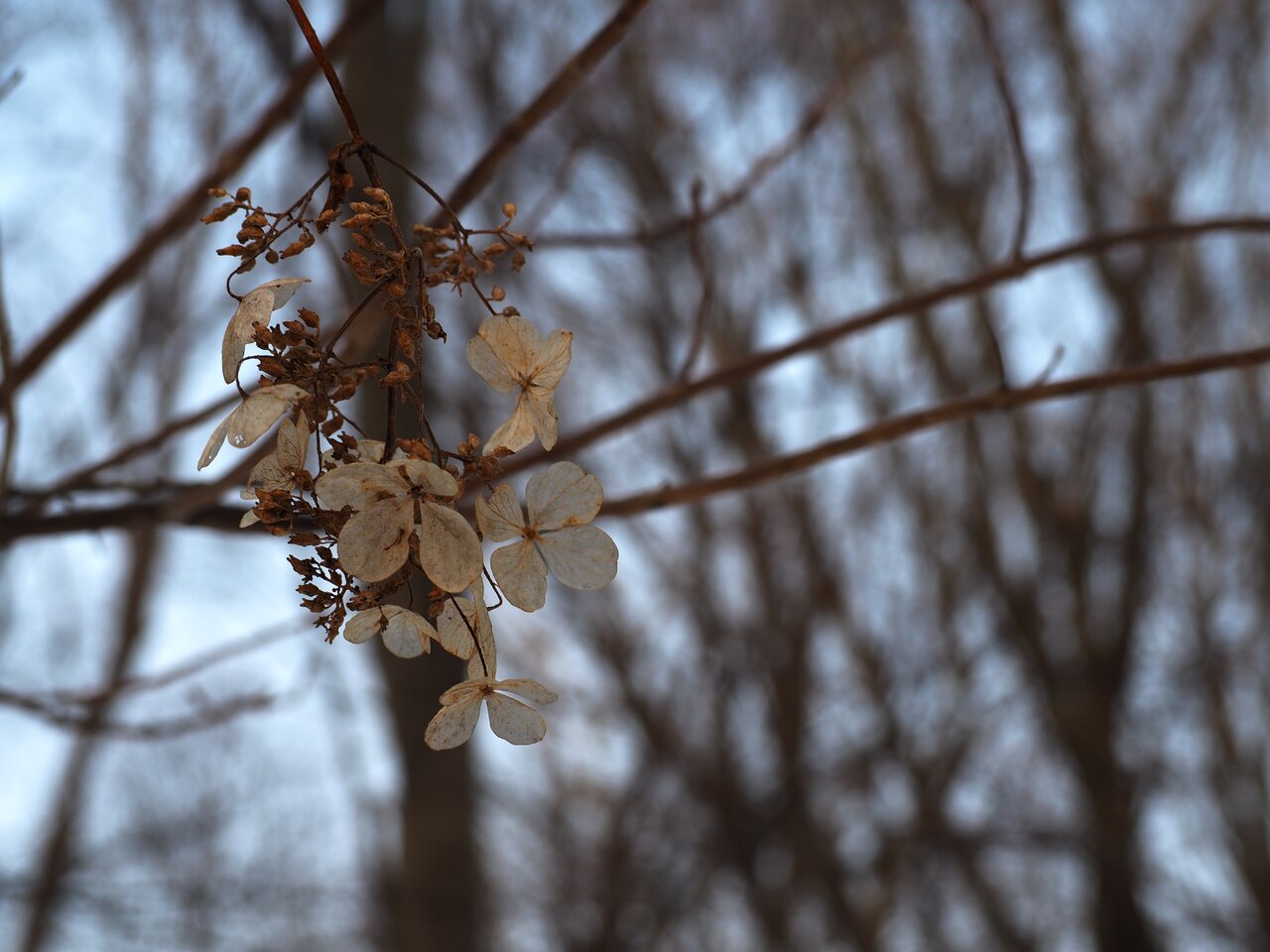 野幌森林公園 山キャンオヤジの日録