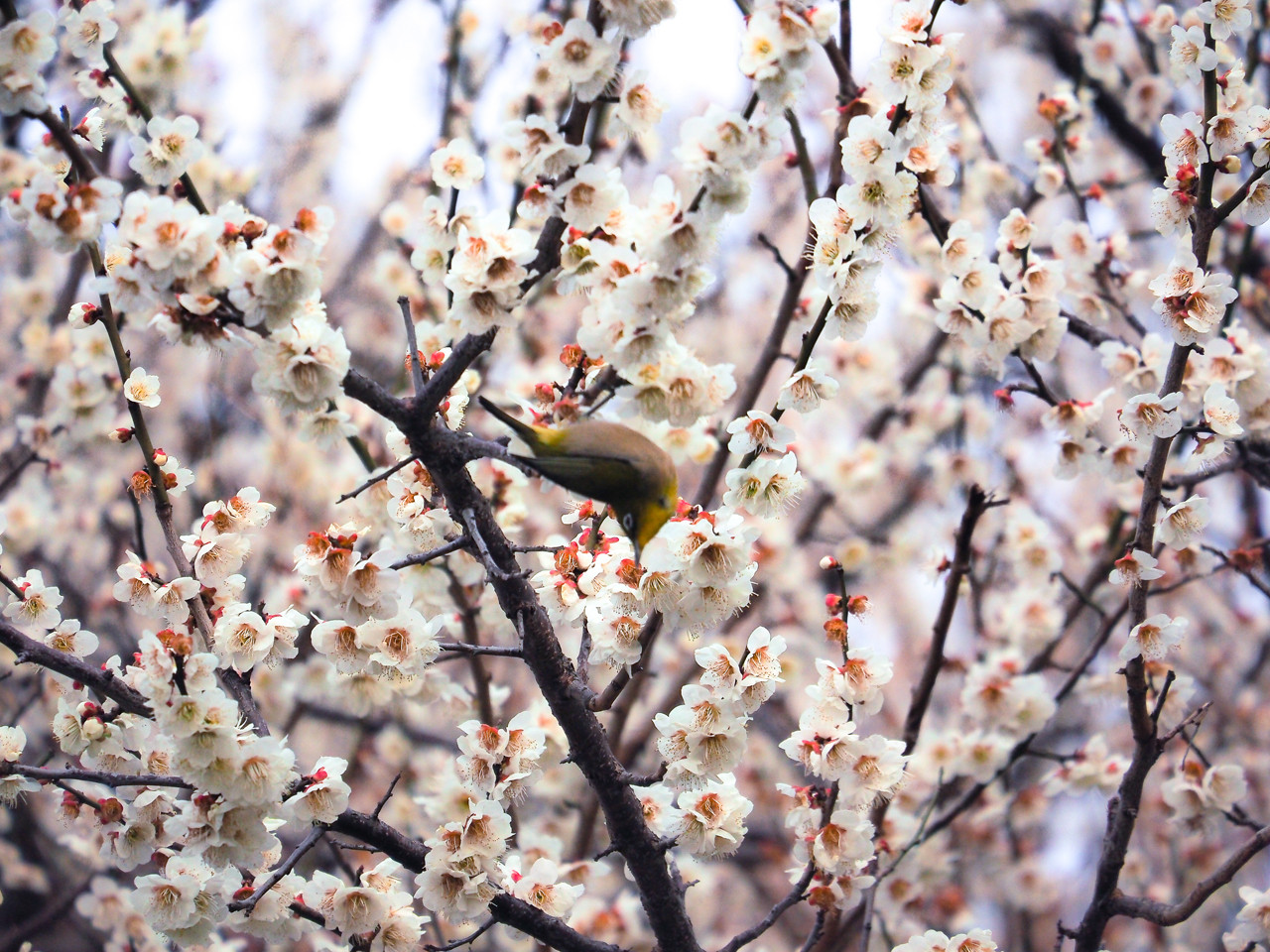 梅or桜 ウグイスorメジロ なんということでしょう 写真は楽し 梅or桜 ウグイスorメジロ なんということでしょう 写真は楽し