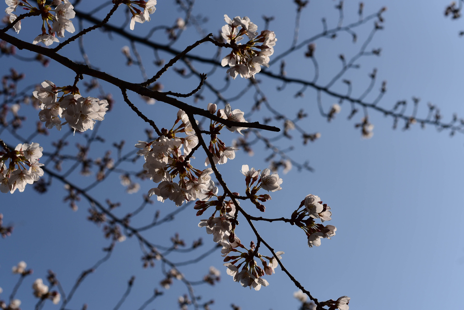 二分咲きの桜 なんということでしょう 写真は楽し