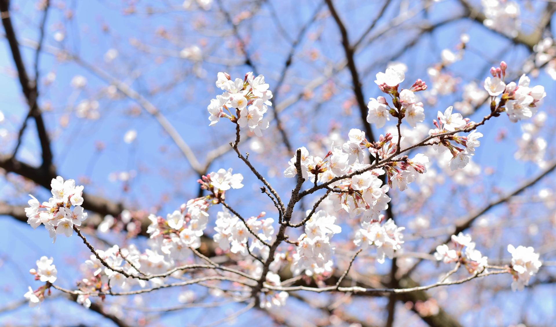 二分咲きの桜 なんということでしょう 写真は楽し