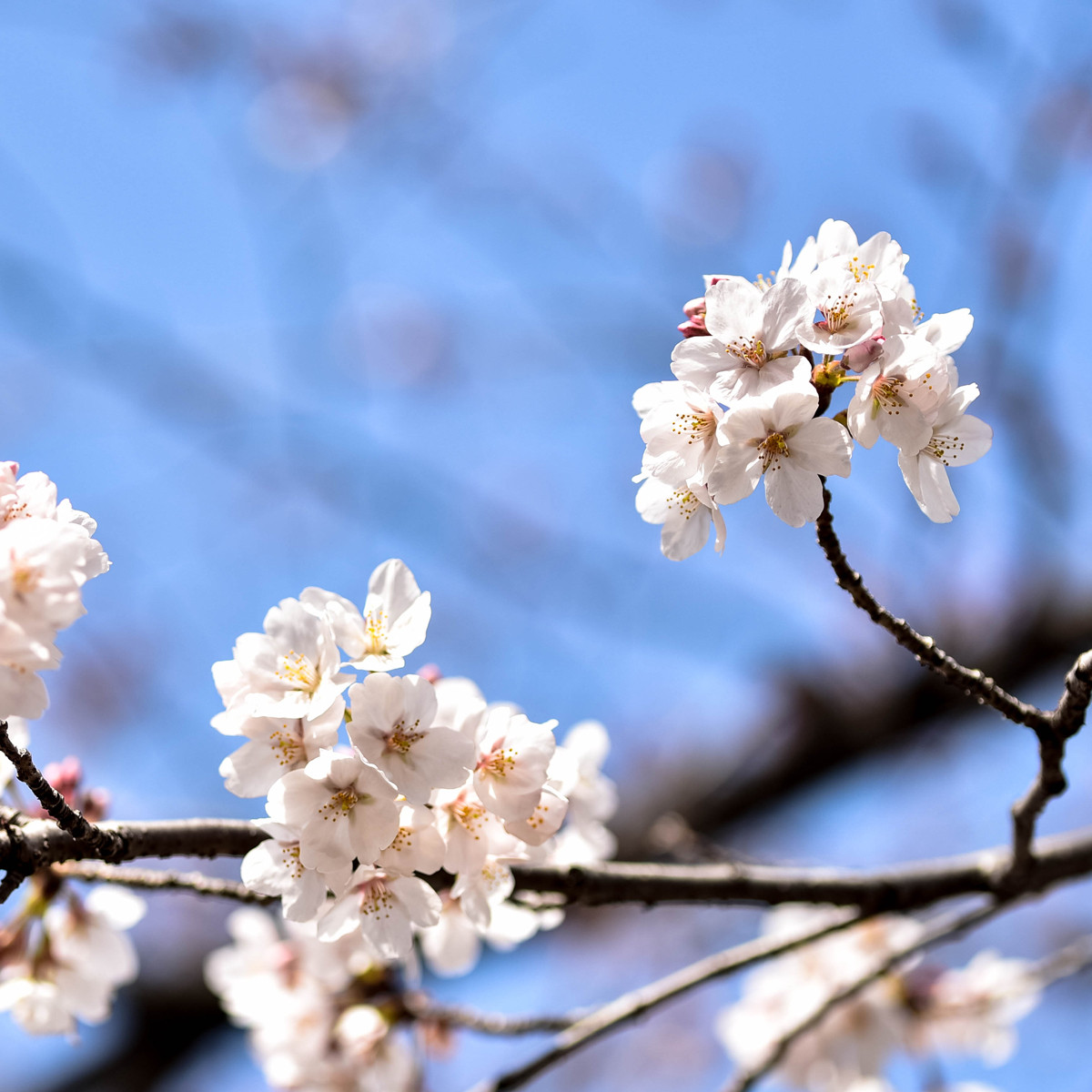 二分咲きの桜 なんということでしょう 写真は楽し