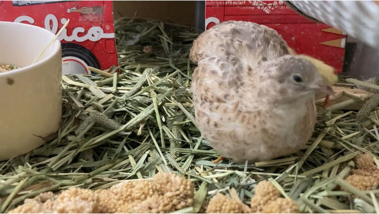 誰にでも懐く 姫うずらの育て方大図鑑