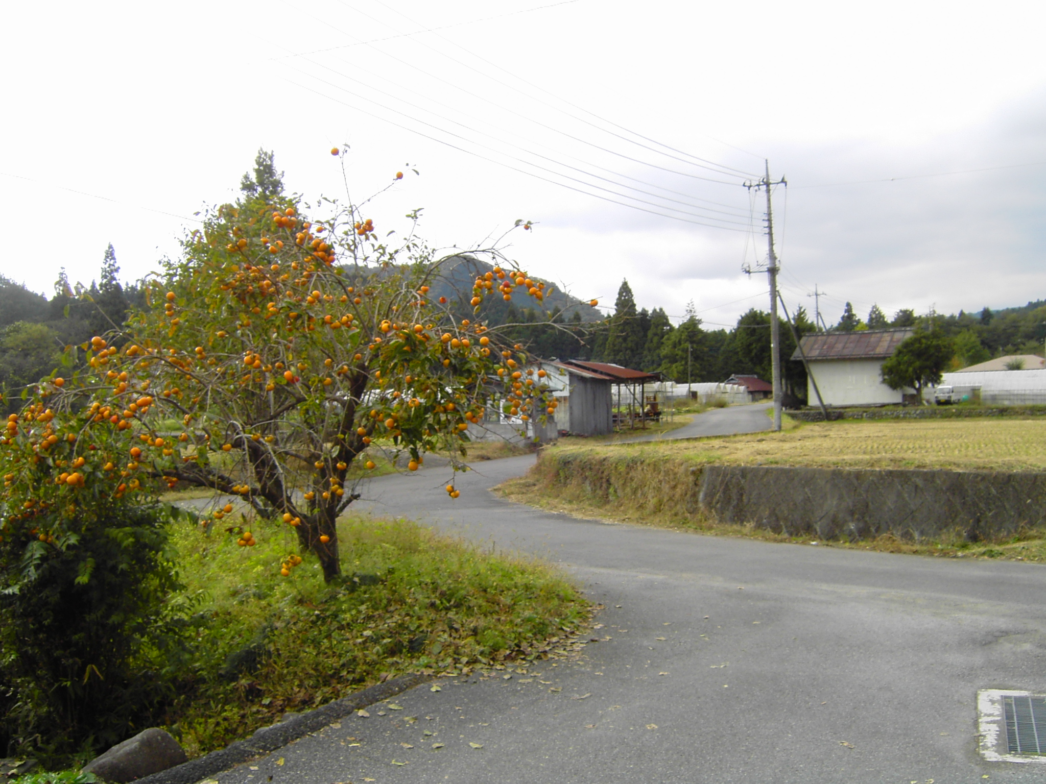 日光市 純手打ちそば処 小百田舎そば おばちゃんが打つ 素朴な田舎そば ユイの足跡