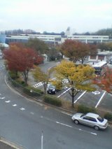 万博記念公園のもみじ