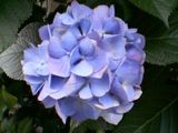 大和の実家のお隣の紫陽花