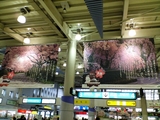 いいねぇ、桜