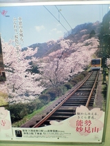 妙見の桜もきれいなもんですな