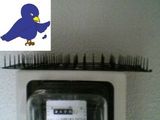ハトに勝ったぞ、ピース!