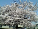 050410桜