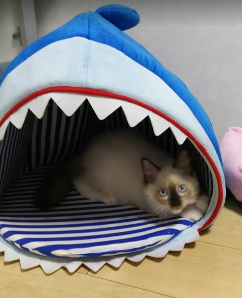 猫 : メロンソーダ高場の本拠地