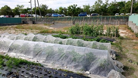 20200515_075224446_copy_768x432