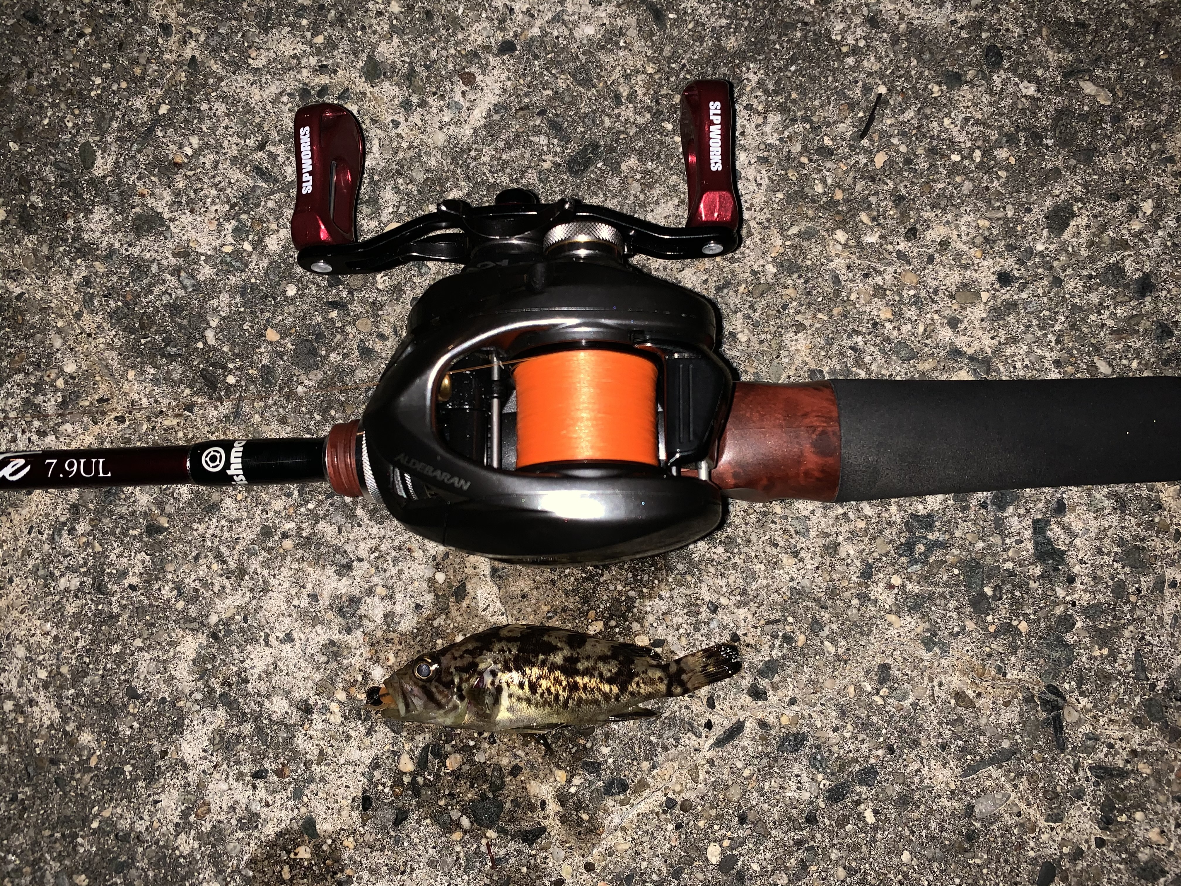 今季のメバルロッド たかちゃんの いやどうも日誌